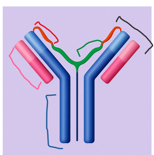 <p>This longer chain forms the core of the antibody structure and contains both constant and variable regions. It plays a key role in immune response signaling.</p>
