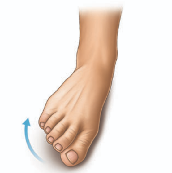 <p>outward turning of the foot at the ankle </p>