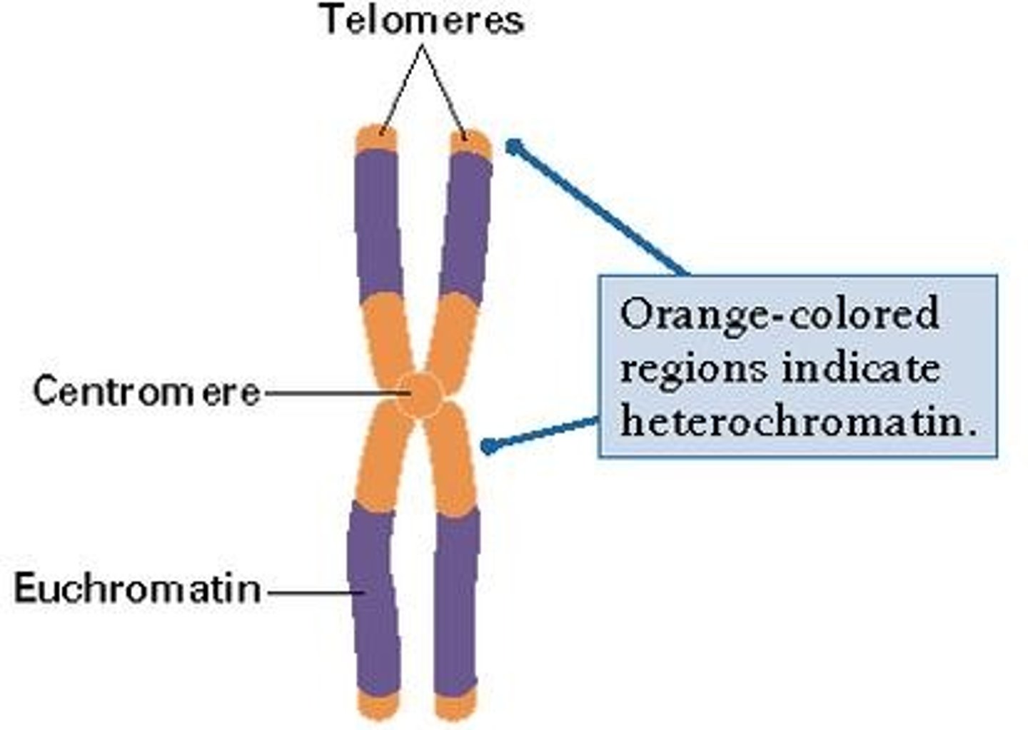 <p>This shows as dark areas on the eukaryotic nucleas; it is densly packed chormatin (DNA and protein complex) which cannot be transcribed.</p>
