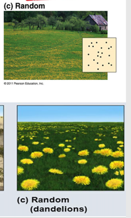 unpredictable spacing

e.g. Dandelions grow from windblown seeds that land at random and later germinate.