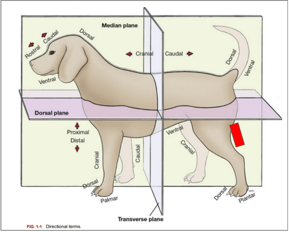 <p>What is the directional term blocked out in red?</p>