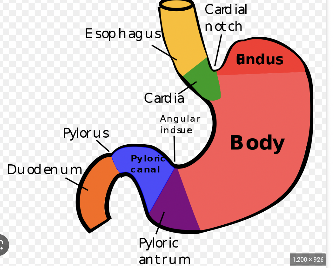 <p>muscular sac w/ thick walls, continues process of mechanical + chemical digestion</p>