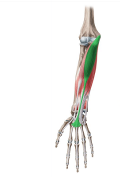 <p>Palmaris Longus</p>