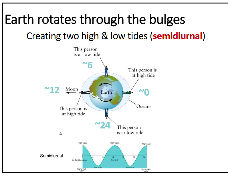 <p>earth rotates through the bulges and creates a low and a high tide in 12 hours or two high and two low tides in 24 hours</p>