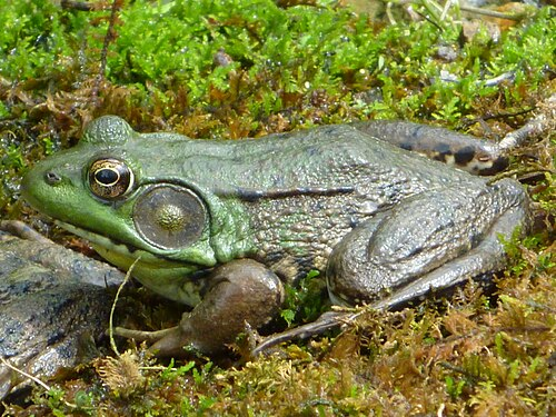 <p>Anura : Neobatrachia : Ranoidea : Ranidae</p>