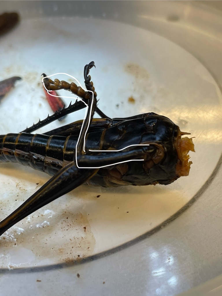 knowt flashcard image