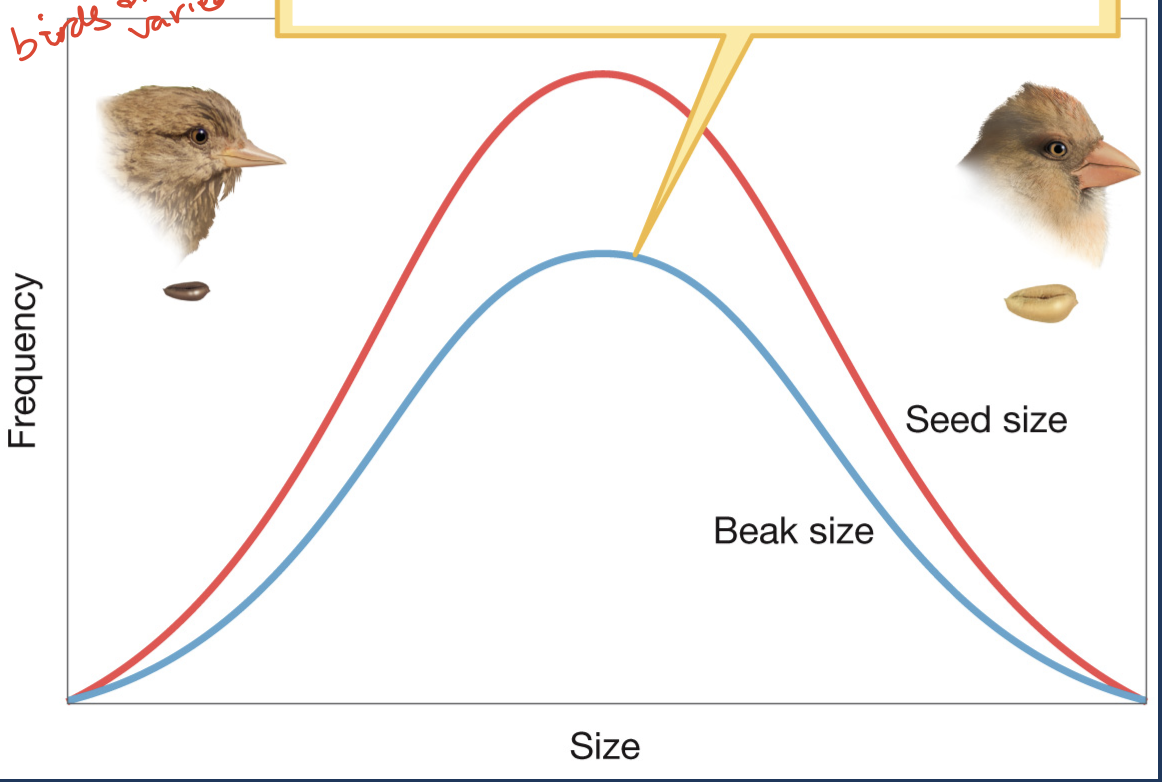 <p>In the following graph about beak size and seed size, what is happening?</p>
