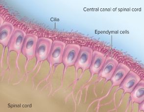 <p>Ependymal Cells<strong> (CNS)</strong></p>