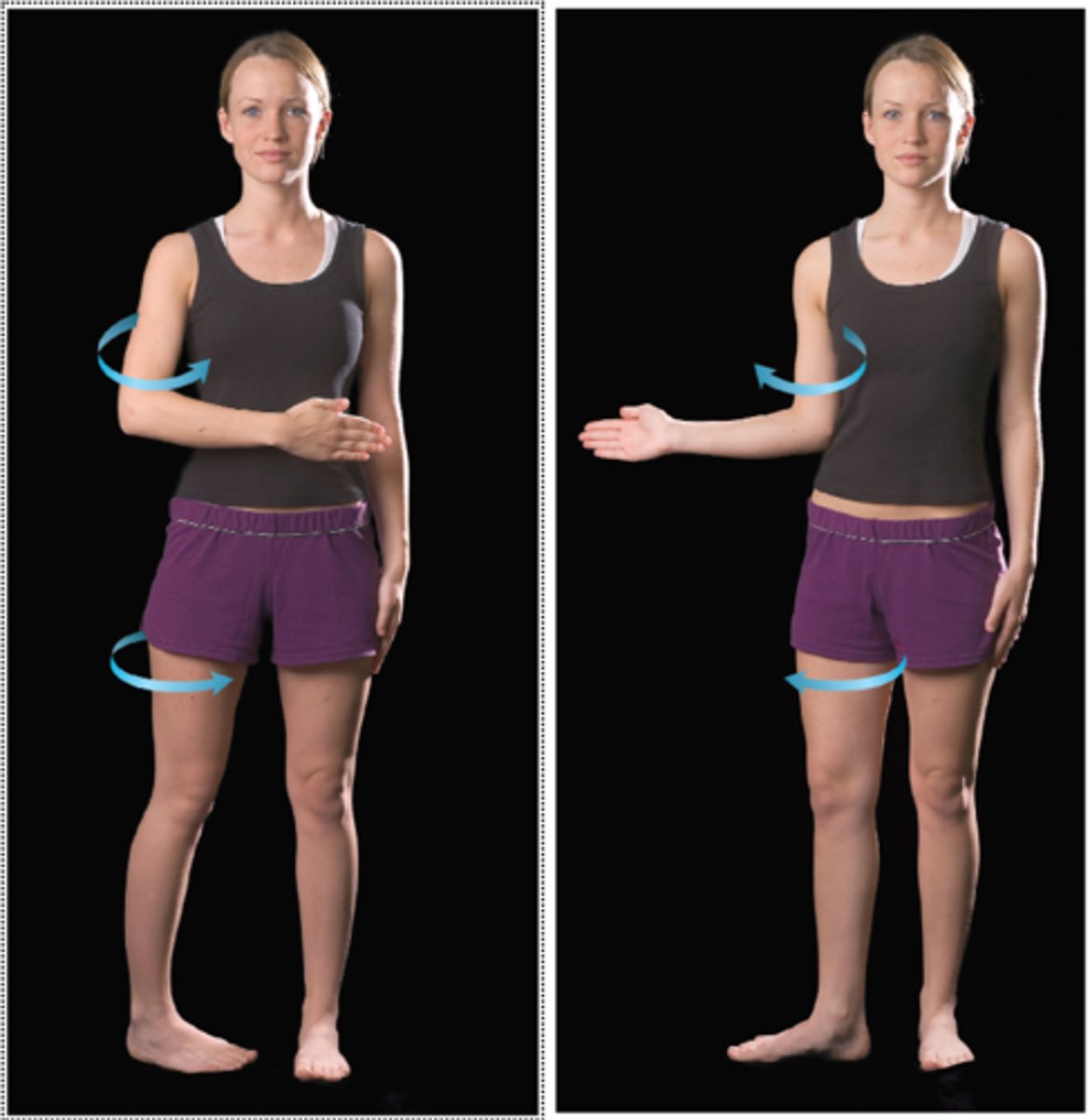 <p>bone spins on its long axis</p>