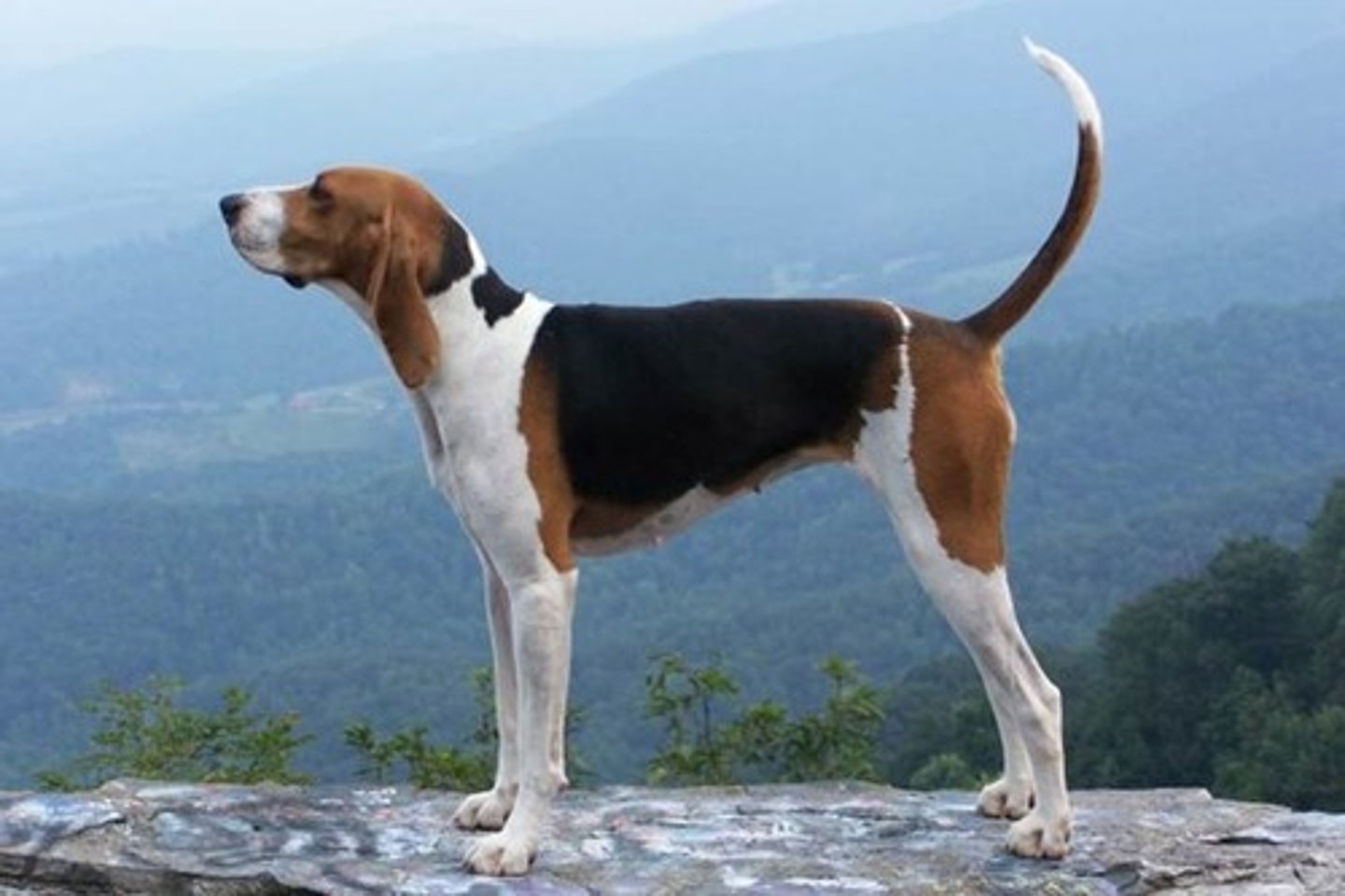 <p>Smart, Brave, Courteous</p><p>AKC Breed Popularity: Ranks 137 of 194</p><p>Height: 22-27 inches (male), 20-25 inches (female)</p><p>Weight: 50-70 pounds</p><p>Life Expectancy: 12-13 years</p><p>Group: Hound Group</p><p>slimmer face, longer ears, taller, leaner?</p>