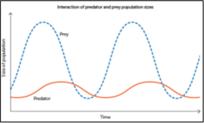 <p>Occur when a predator has a reduced number of prey species.</p><ul><li><p>The cycles created when the number of prey increases, it causes the number of predators, and vice versa. </p></li></ul><p></p>