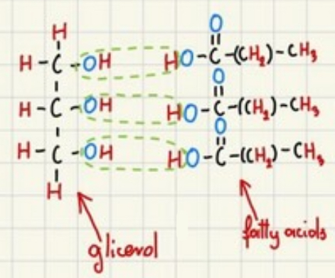 <p>Glycerol + 3 fatty acids (condensation)</p>