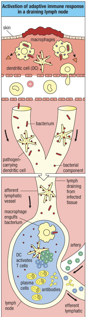 <ul><li><p><strong>Battleground:</strong> Infection site → macrophages, dendritic cells, neutrophils respond</p></li><li><p><strong>Dendritic cells:</strong></p><ul><li><p>Capture antigen/bacterial pieces → become activated</p></li><li><p>Enter <strong>lymphatics</strong> draining the tissue → travel to <strong>lymph node</strong></p></li><li><p>Go to <strong>T cell area</strong> → find antigen-specific T cells → activate them</p></li></ul></li><li><p><strong>B cells:</strong></p><ul><li><p>Antigens filter through <strong>B cell follicles</strong></p></li><li><p>Bind antigens in <strong>native conformation</strong> → present to T cells for help → get activated</p></li></ul></li><li><p><strong>Activated lymphocytes:</strong></p><ul><li><p>Exit lymph node via lymphatics → enter circulation → protect <strong>whole body</strong></p></li><li><p>Example: Infection in left ear → immunity extends to other sites (toe, etc.)</p></li></ul></li></ul><p></p>