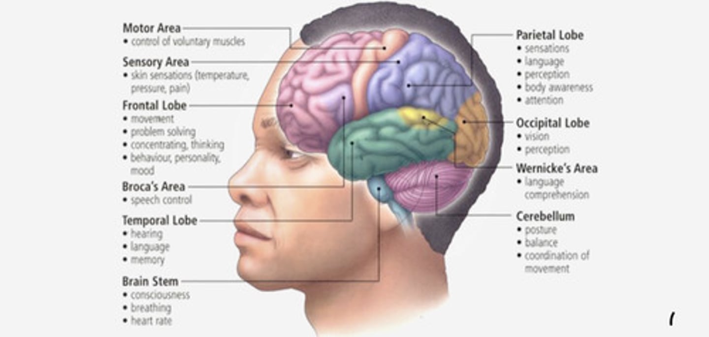 <p>know the ones associated with perception and sensation. </p><p>The parietal lobe is a cerebrum area just behind the central sulcus engaged with somatosensory and gustatory sensation.</p><p>- sensations</p><p>- language </p><p>- perception </p><p>- body awareness </p><p>Occipital lobe- The back part of the cerebrum, which houses the visual areas.</p><p>- vision </p><p>- perception </p><p>Frontal: movement, problem-solving, mood personality </p><p>Temporal: learning, language, memory </p><p>cerebrum: consists of left and right hemispheres that sit at the top of the nervous system and engage in various higher-order functions, and movements. </p>