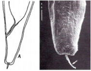 <p>Nematodirus Threadneck worm</p><p>SI Sheep</p>