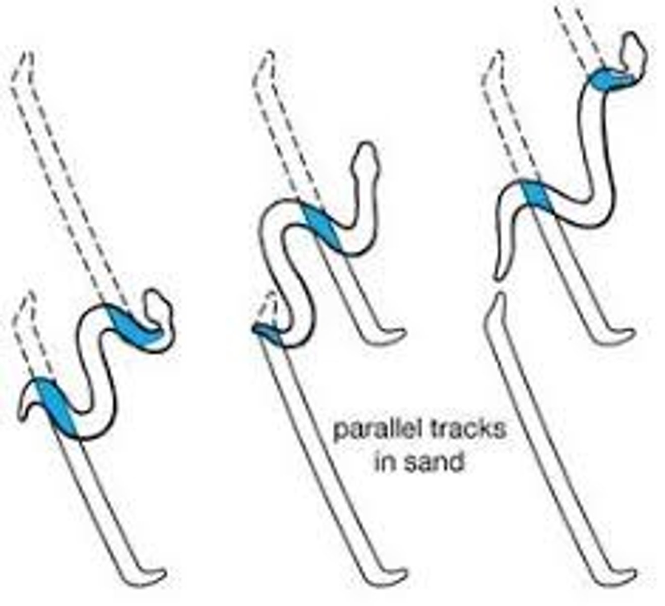 <p>-Used on sandy/loose soils</p><p>-Raise body off of substrate leaving 2-3 points of contact on group</p><p>-Loops of the body held off the ground move forward along successive points of contact</p><p>-Helps maintain body temperature (reducing contact with hot sand)</p>