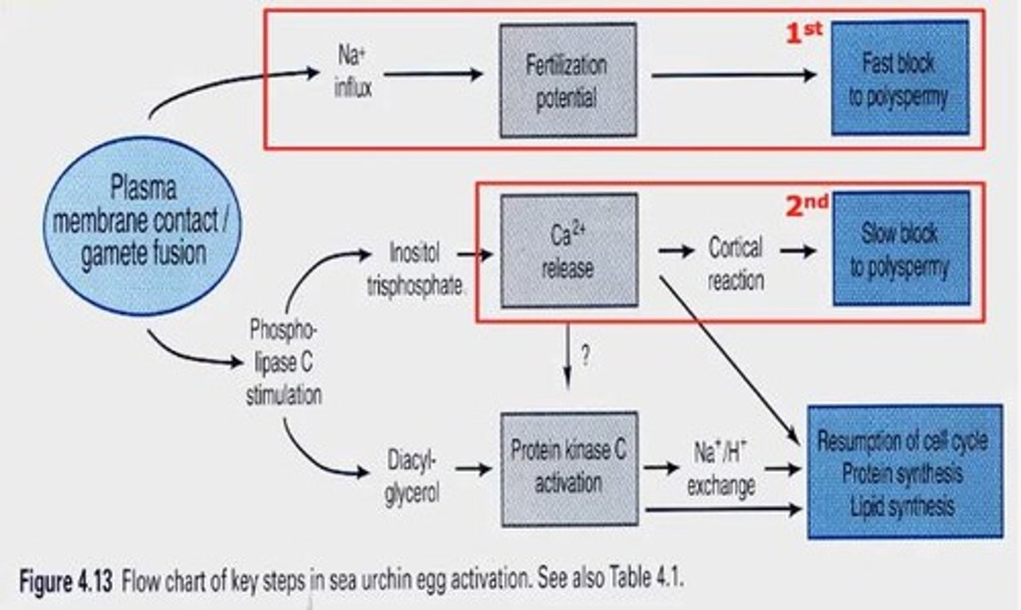 <p>An increase in cytoplasmic calcium levels following sperm entry into the oocyte.</p>