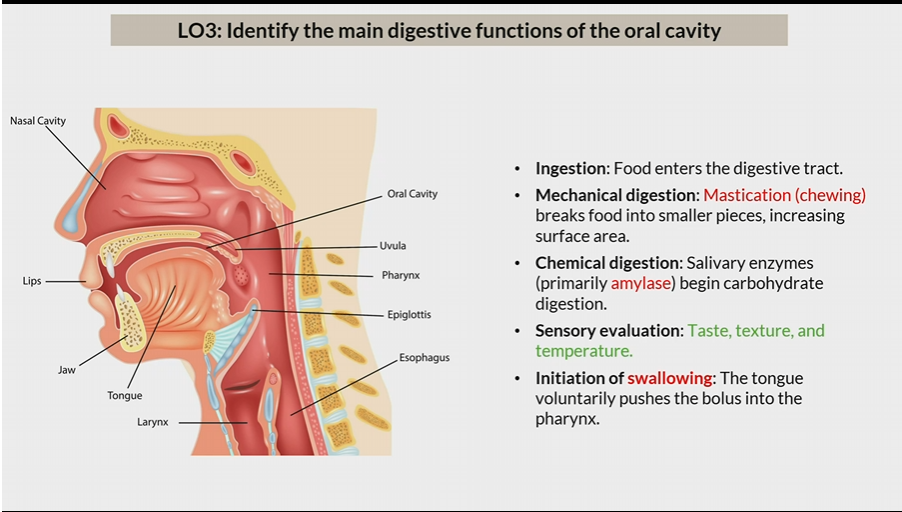 <p>salivary enzyme that begin carb digestion</p>