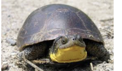 <p>Blandings turtle</p>