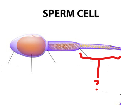 <p>Spermatozoa tail</p>