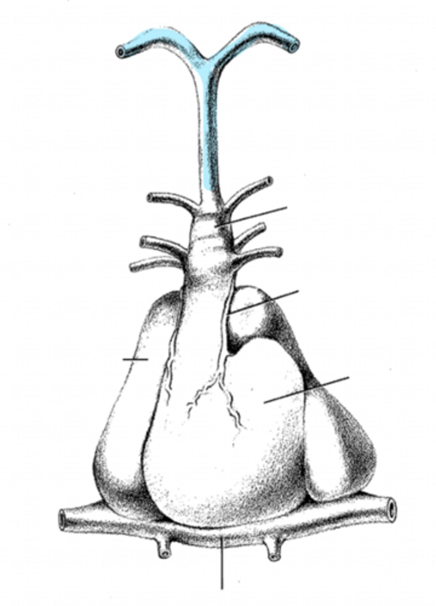 <p>what is this?</p>