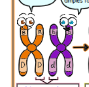 <p>What kind of chromatids are shown?</p>