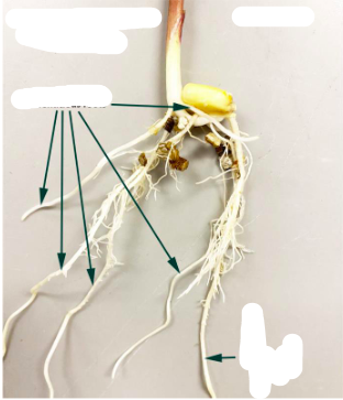 <p>*What is the singular arrow pointing to in this root system?</p>