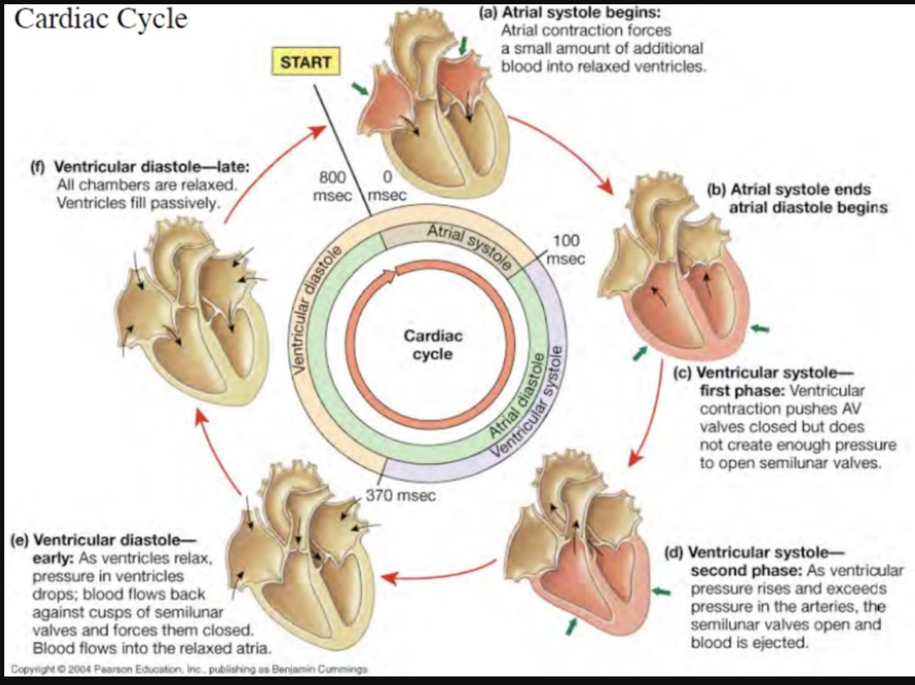 <p><span>Understand the cardiac cycle: sequence of events encompassing one complete contraction and relaxation of the atria and ventricles of the heart.</span></p>