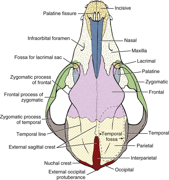 <p>External Skull</p>