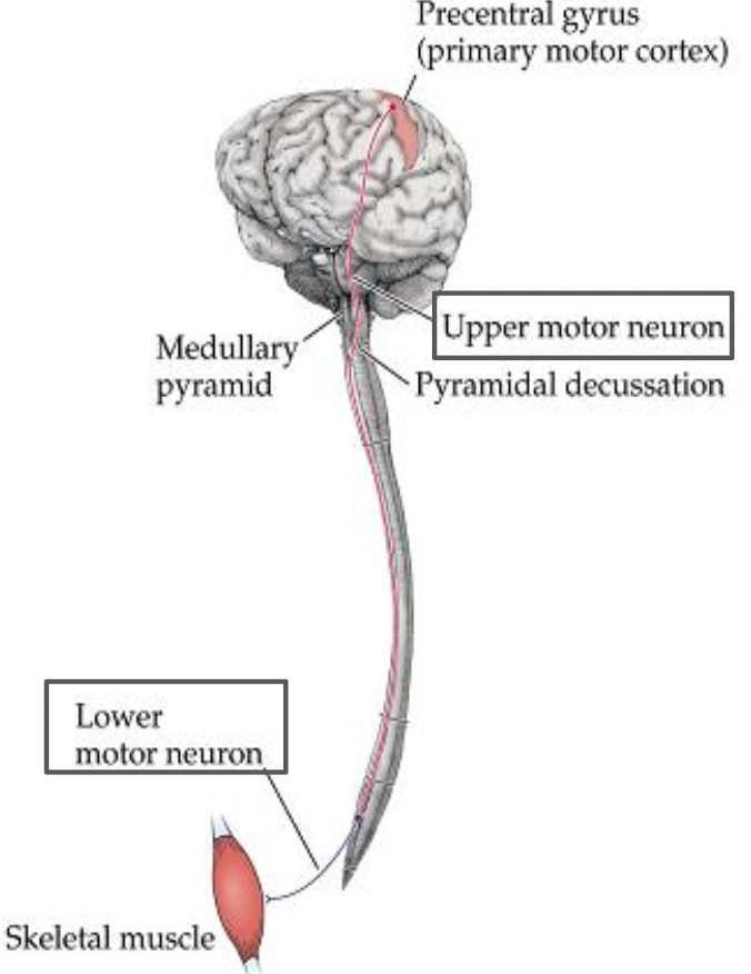 <p>motor neuron located in <strong><em>anterior horn of gray matter</em></strong> of spinal cord (or brainstem, if cranial nerve) that projects out to <strong><em>striated muscle</em></strong></p>