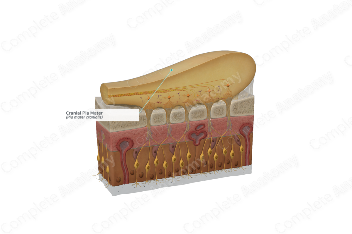 <p>Vascular delicate membrane that attaches to the brain.</p>