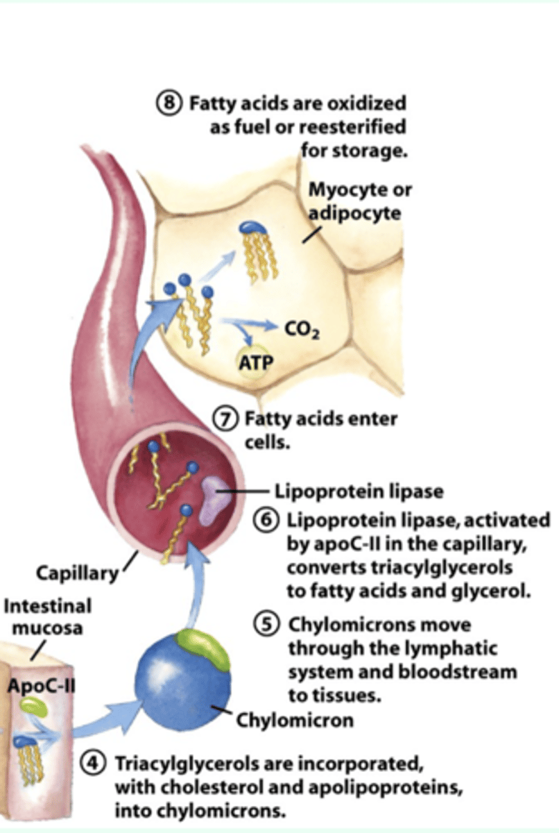 <p>4. triacylglycerols are incorporated with cholesterol and apolipoproteins, into chylomicrons (high fatty acids and low cholesterol). these are used to transport fatty acids from small intestine to blood stream</p><p>5. chylomicrons move thru the lymphatic system and bloodstream to tissues</p><p>6. lipoprotein lipase, activated by apoC-II in the capillary, converts to triacylglycerols to fatty acids and glycerol </p><p>7. fatty acids enter cells</p><p>8. fatty acids are oxidized as fuel or reesterified for storage (reconnecting fatty acids)</p>