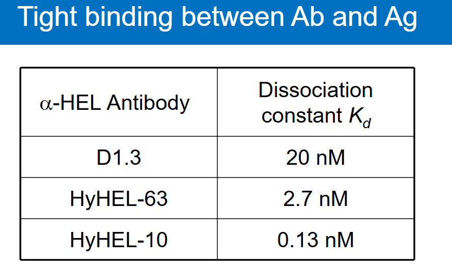 <p>What is a hallmark of antibody binding?</p>
