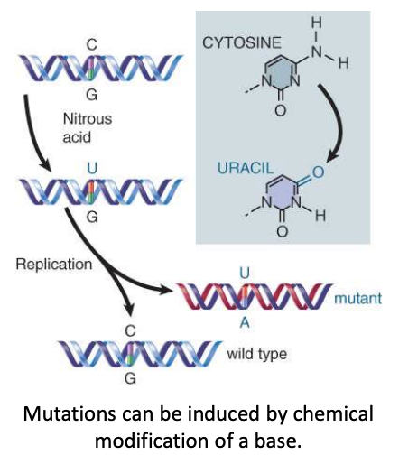 <p>change in single base pair</p><ul><li><p>can be caused by the chemical conversion of one base into another or by errors that occur during replication</p></li></ul>