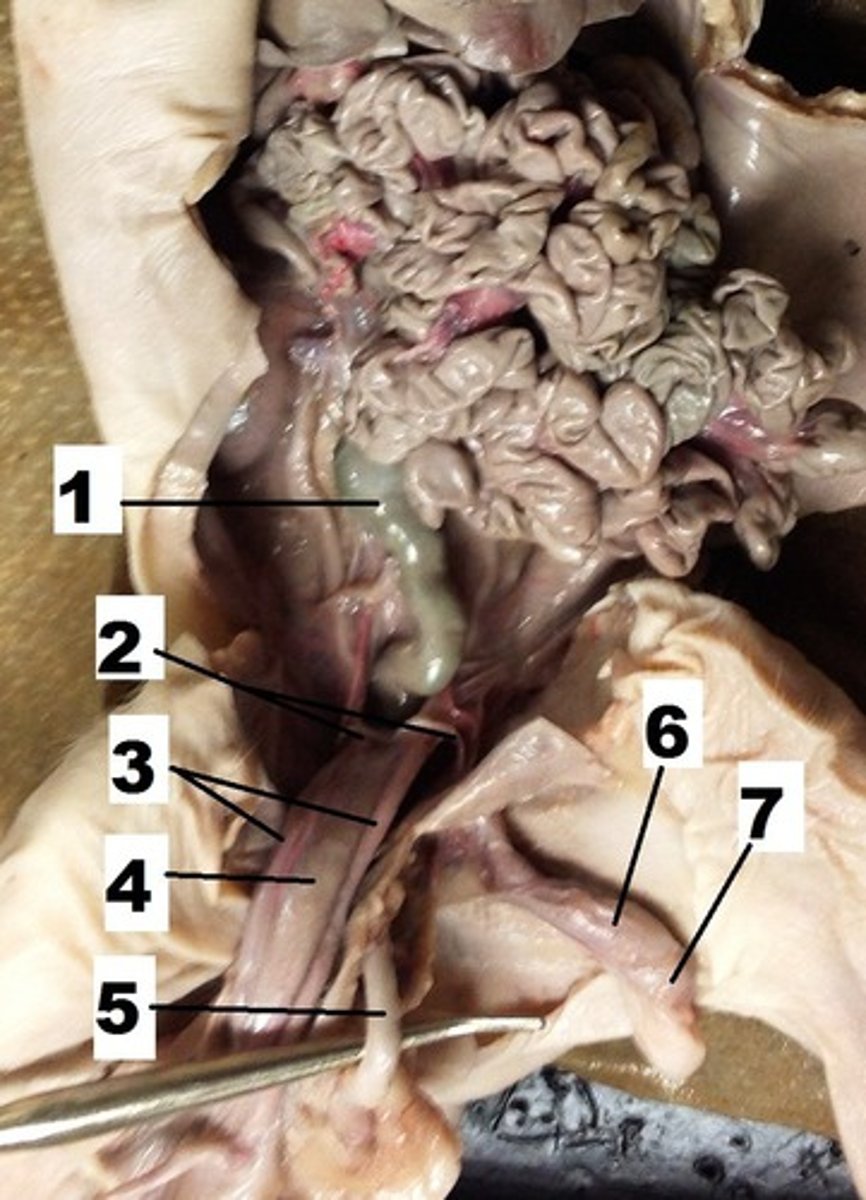 <p>6</p>