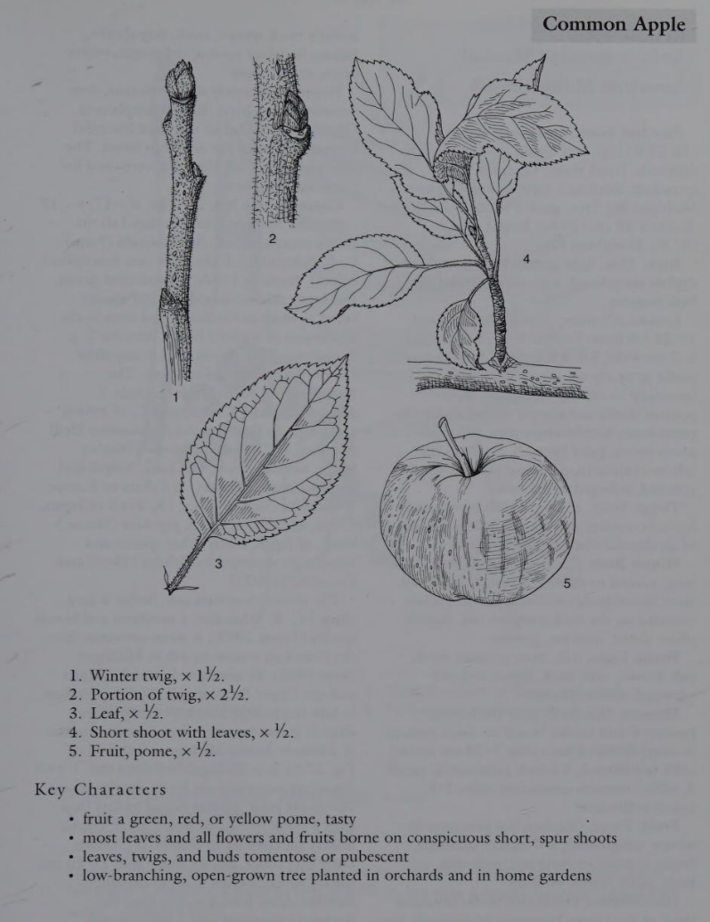 <p>Family: Moraceae</p><p>Physiognomy: Ad Tree</p><p>Common Name: White Mulberry</p><p>Twig: Y</p><p>Leaf: Alternate, simple, crenate-serrate</p>