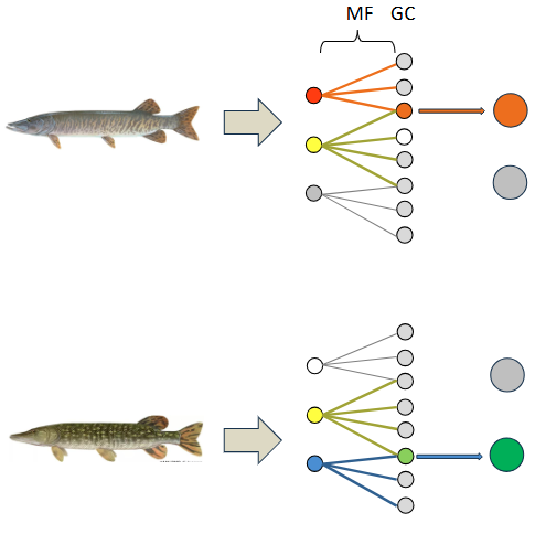 <p>In the sparse coding model, granule cells (GC) only spike in response input from multiple mossy fibers (MS). As a result, overlapping mossy fiber input is reencoded as nonoverlapping output from granule cells.</p>