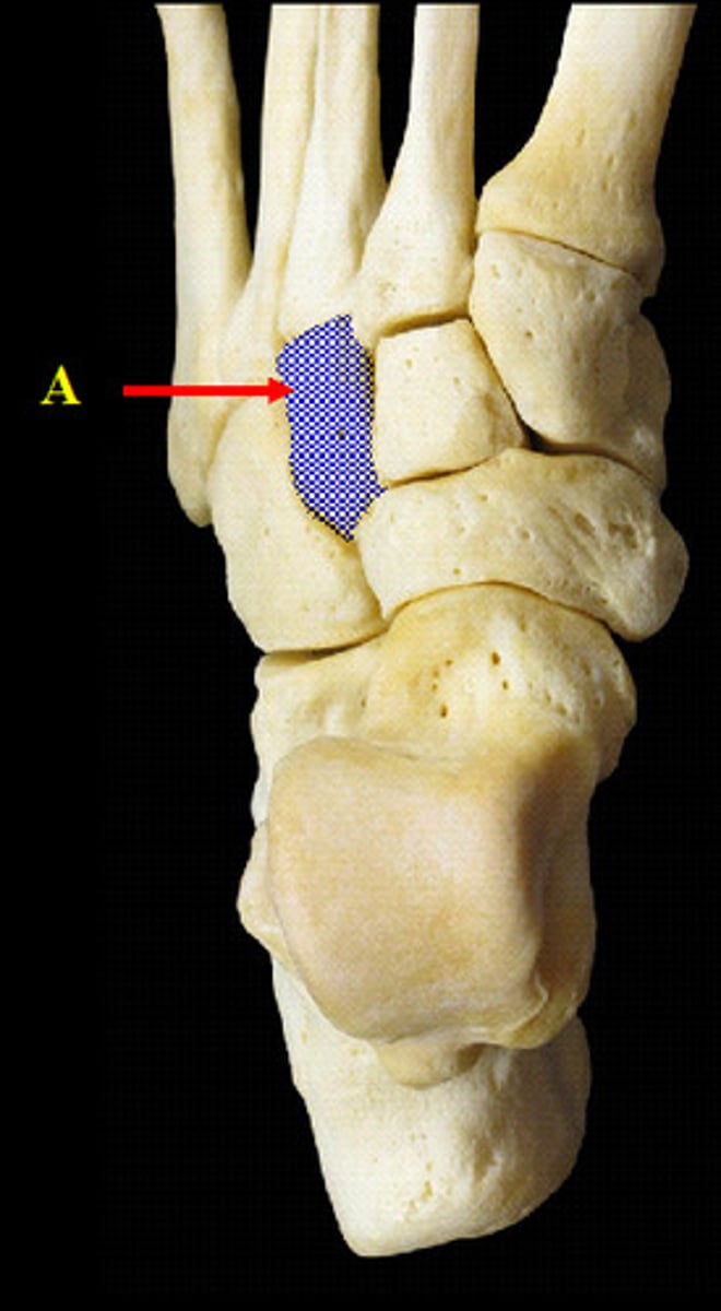 <p>lateral cuneiform of the tarsal</p>