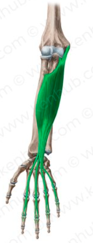<p>What is this muscle called?</p>