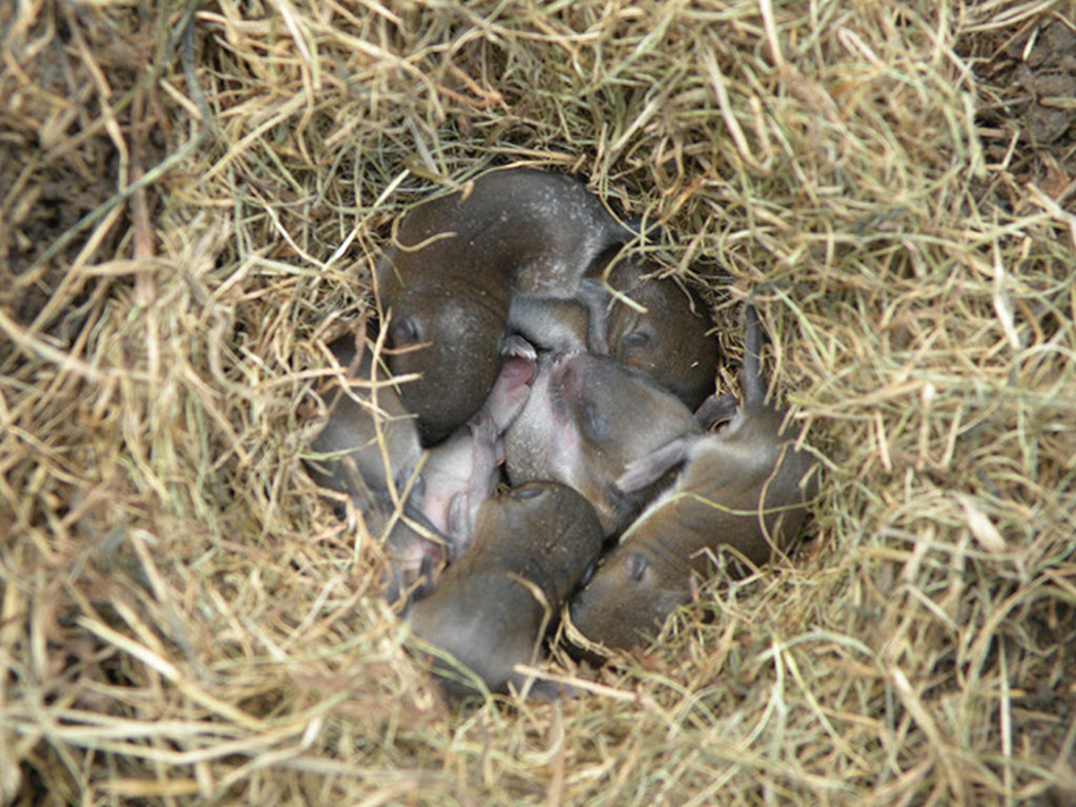 <p><span>A shelter or structure built by an animal to protect itself and its young from the elements and predators. While most people associate nests with birds, many mammals, particularly smaller ones, also construct them for various purposes, including maternity, resting, and protection from the environment.&nbsp;</span></p>
