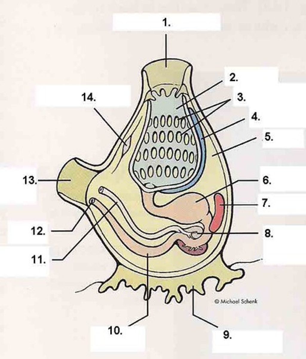 <p>Brachial Siphon</p>