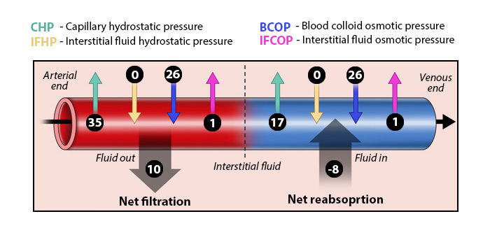<p><strong>hydrostatic pressure</strong>: physical pressure that fluid exerts on the structures around it (ex: capillary wall)</p><p><strong>colloid osmotic pressure</strong>: dissolved particles that cannot diffuse across the capillary wall (ex: plasma, proteins) which “pull” water toward them</p><p><em>net filtration pressure = pressures to filtrate - pressures to reabsorb</em></p><p><em>→ [ capillary hydrostatic pressure (CHP) + interstitial fluid osmotic pressure (IFCOP) ] - [ interstitial fluid hydrostatic pressure (IFHP) + blood colloid osmotic pressure (BCOP) ]</em></p>