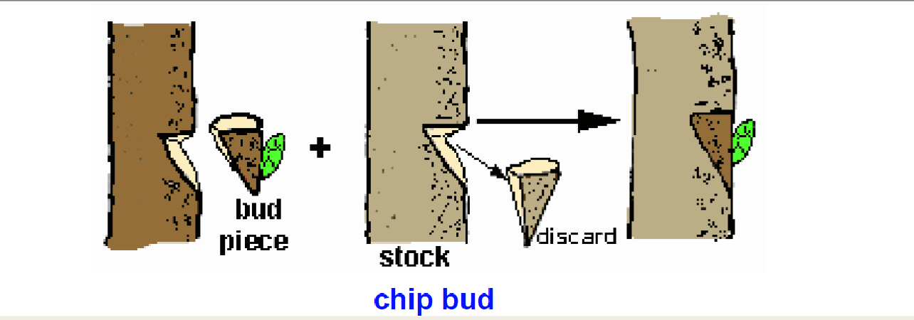 <p>chip bud- taking a chunk out of the tree and placing it in a new tree</p>