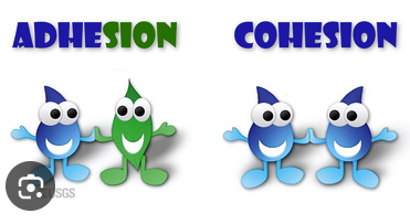 <p>The tendency of molecules to stick together via hydrogen bonds.</p>