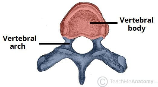 <p>will extend dorsally from the centra to surround and protect the spinal cord.</p><p>-A number of processes will radiate from the arch.</p><p>- In some vertebrates a second arch, the Hemal Arch, will extend from the centrum ventrally in caudal vertebrae</p>
