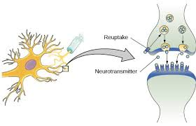 <p>the process by which neurotransmitter molecules that have been released at a synapse are reabsorbed by the presynaptic neuron that released them</p>