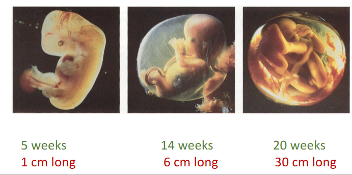 development of embryo