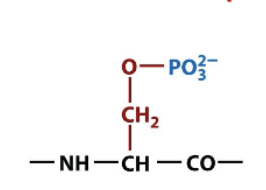 <p>amino acid side chain modification via phosphorylation, important for signal transduction </p>