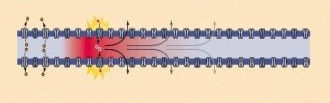 <p>what type of conduction is this</p>