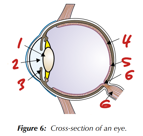 <p>Label the Eye Cross-Section (1→6)</p>